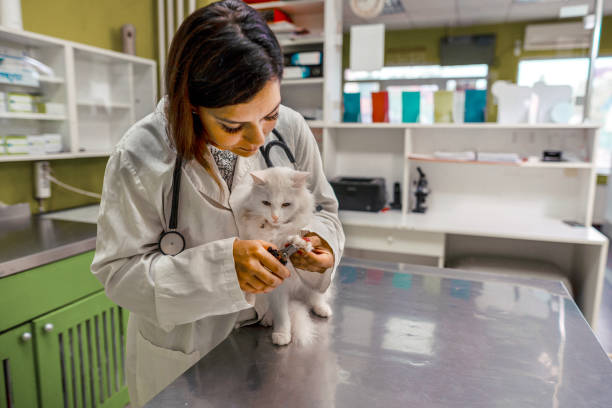 istock Clipping nails of a cat 1341307247