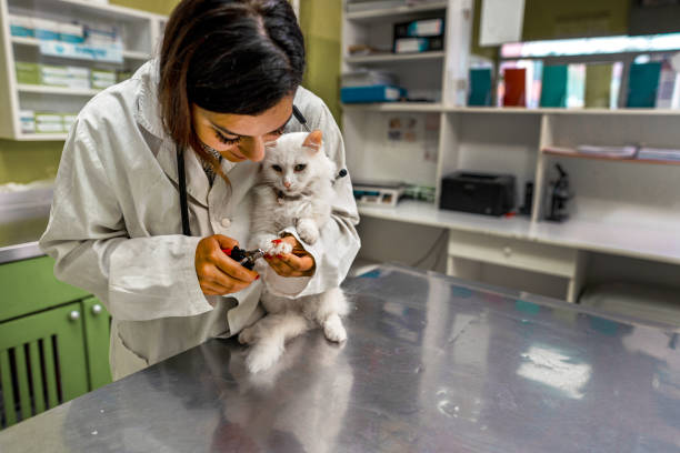 istock Clipping nails of a cat 1341307256