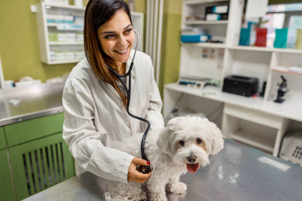istock You are healthy dog! 1341307297