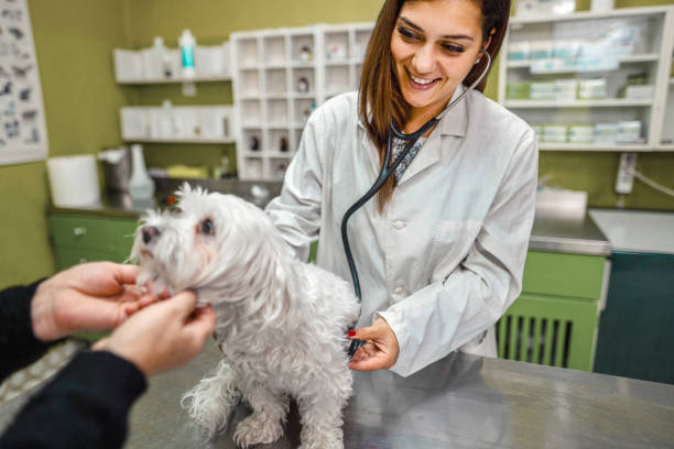 istock You are healthy dog! 1341307301