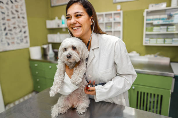 istock You are healthy dog! 1341307303