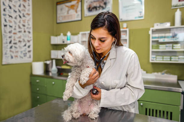 istock You are healthy dog! 1341307304