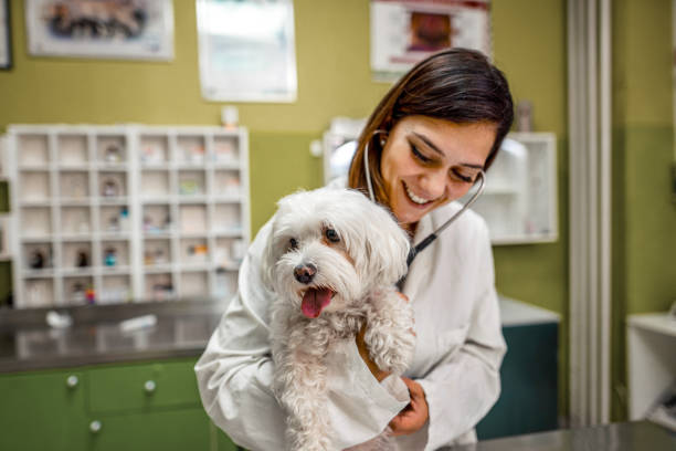 vous êtes un chien en bonne santé! - chien de salon photos et images de collection