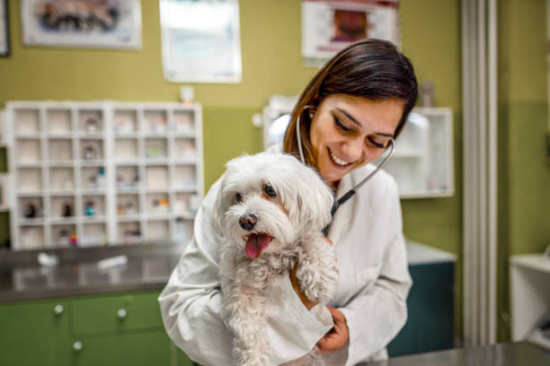 You are healthy dog! You are healthy dog! animal hospital stock pictures, royalty-free photos & images
