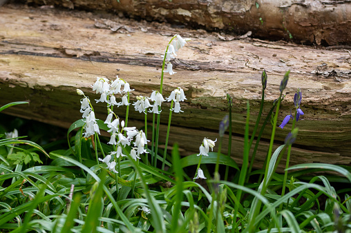 White bell and bluebell flowers in spring