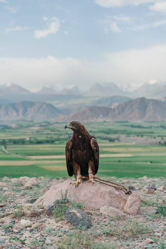 Close up of eagle on the background of mountains in Kyrgyzstan