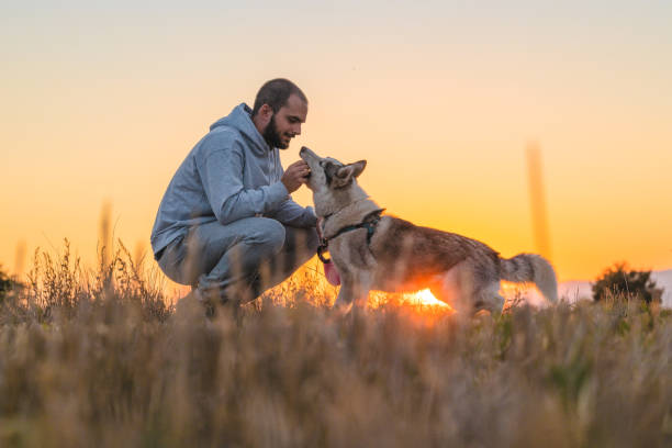 właściciel nagradza swojego psa - action dog outdoors animal trainer zdjęcia i obrazy z banku zdjęć