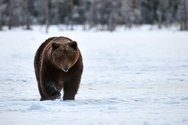 istock Brown bear walking in the snow 1341310288
