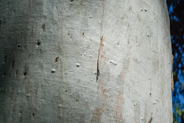 istock Original gray bark texture trunk of Eucalyptus tree or gum tree growing in Arboretum Park Southern Cultures in Sirius (Adler) Sochi. Close-up selective focus for any design 1341310376