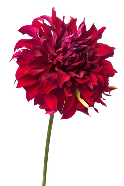 istock Red dahlia isolated on white, exotic flower . 1341310509