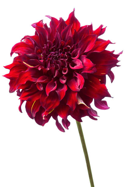 istock Red dahlia isolated on white, exotic flower . 1341310515