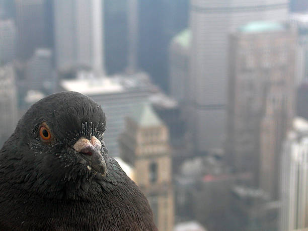 Citybird stock photo