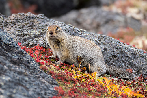 Black-capped marmot surrounded by mosses and lichens in the Kamchatka region, Russia