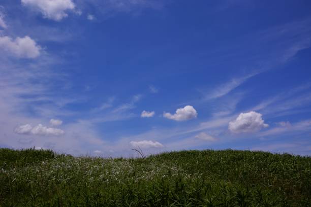istock Blue sky, white clouds and flowers. 1341311497