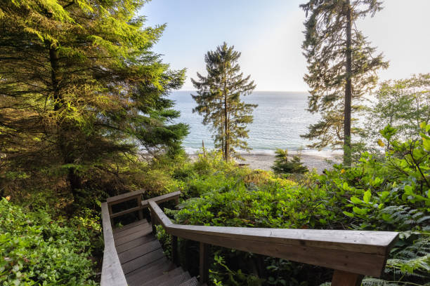 istock Hiking Path to Sandcut Beach in the Vibrant Rainforest 1341311564