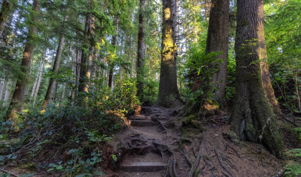 istock Hiking Path to Sandcut Beach in the Vibrant Rainforest 1341311578