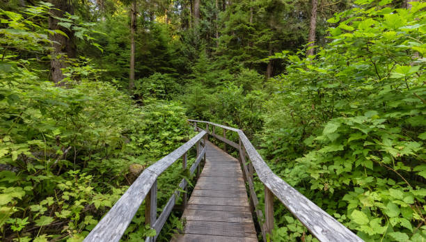 istock Hiking Path to Sandcut Beach in the Vibrant Rainforest 1341311627