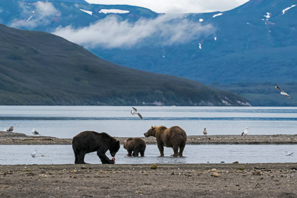 istock Brown bear (Ursus arctos) with cubs wanders along Lake Kuril, Kamchatka, Russia 1341311631