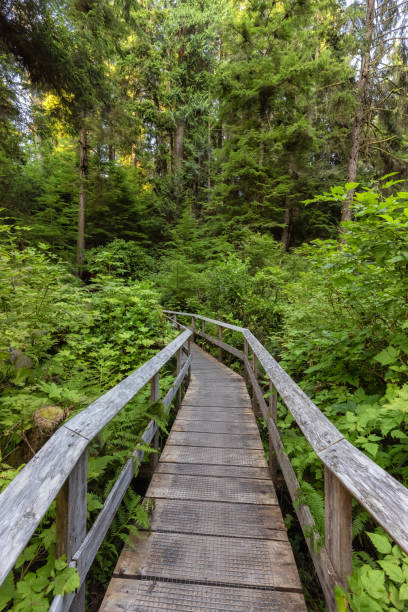 istock Hiking Path to Sandcut Beach in the Vibrant Rainforest 1341311636