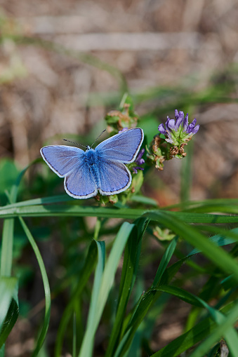 A blue butterfly flying in nature