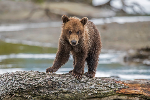 Young brown bear (Ursus arctos) looks out on the riverbank, Kamchatka, Russia