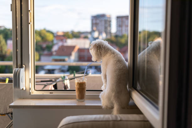 Cute dog standing on window sill and drinking coffee on sunny day