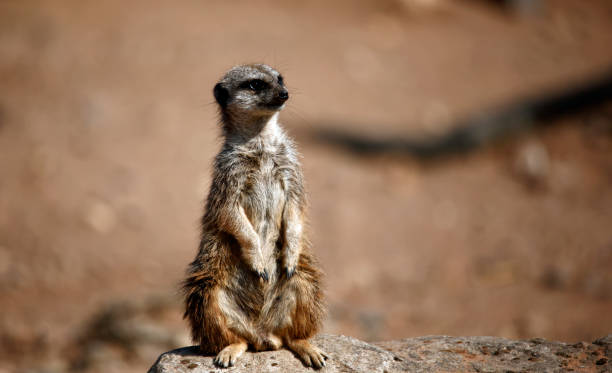 istock Meerkats at a wildlife park 1341313327