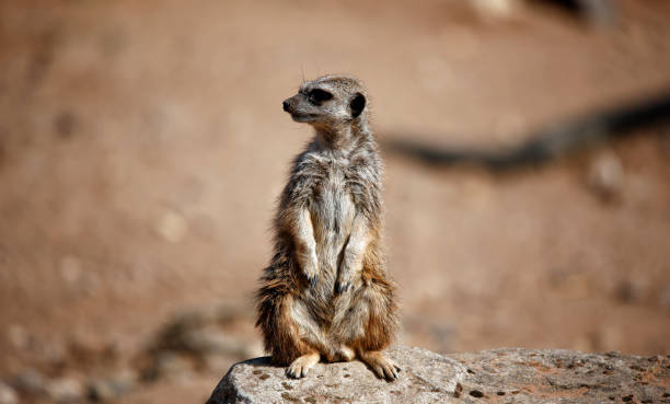 istock Meerkats at a wildlife park 1341313390
