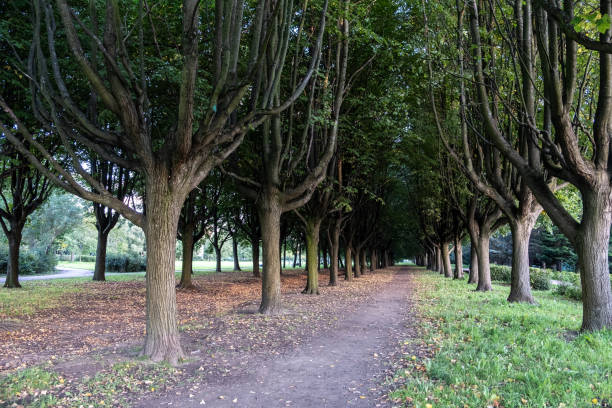 istock Alley, path in the park. 1341313400