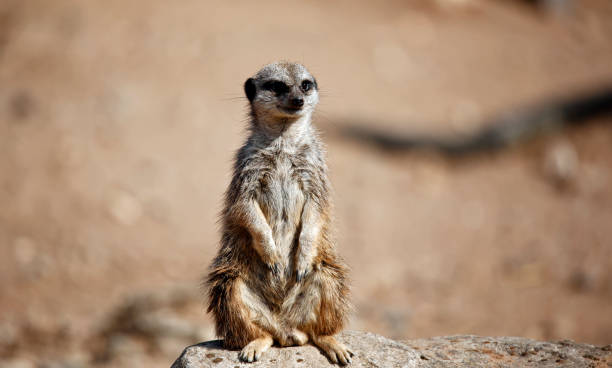 istock Meerkats at a wildlife park 1341313430