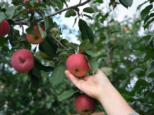 istock A woman picking an apple from an apple tree 1341314209