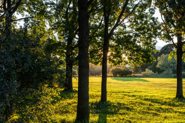 istock Sunny meadow, lawn in the park 1341314232