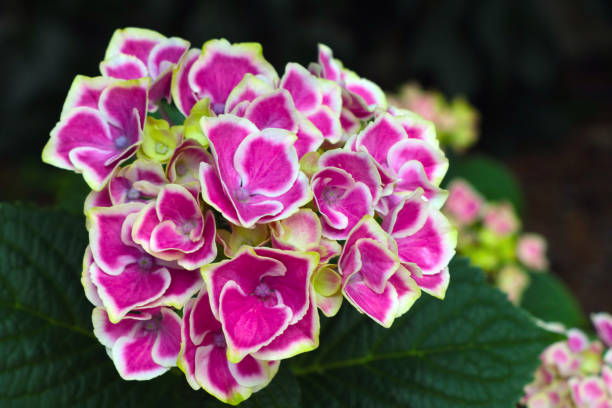istock Beautiful flowering hydrangea flower in the park. 1341314473