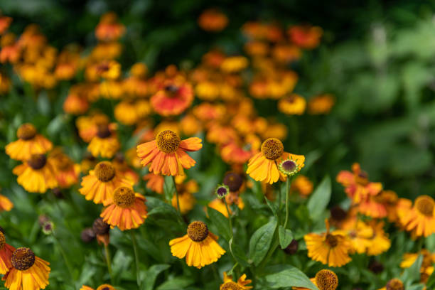 Common sneezeweed (helenium autumnale) Close up of common sneezeweed (helenium autumnale) flowers in bloom sneezeweed stock pictures, royalty-free photos & images