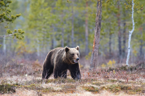 istock Brown bear in the taiga 1341316039