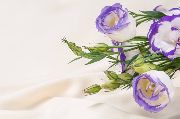 istock delicate blue flowers on an ivory fabric background 1341316731