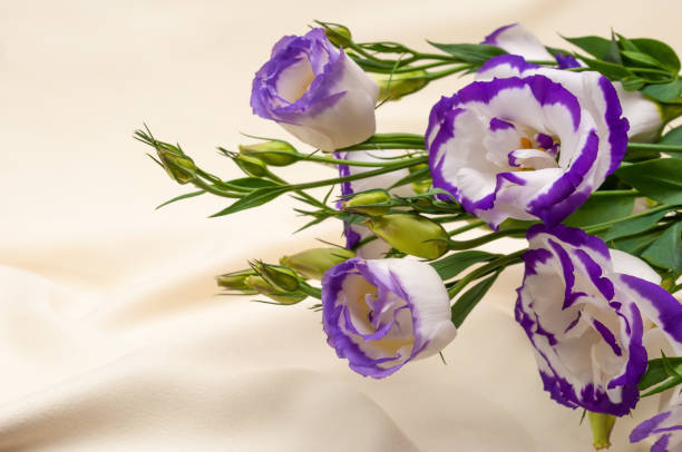 istock delicate blue flowers on an ivory fabric background 1341316831