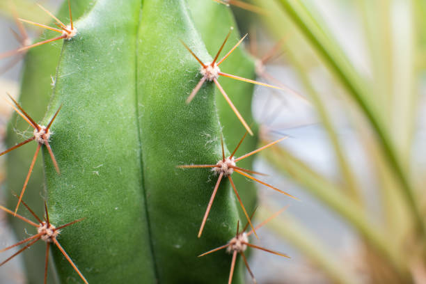 istock Macro close up of a Cactus 1341316977