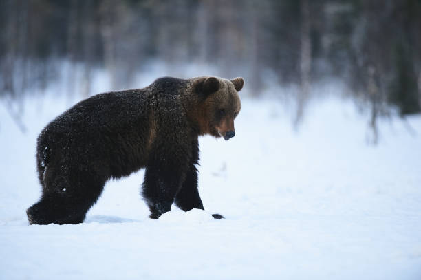 istock Brown bear in the snow 1341317088