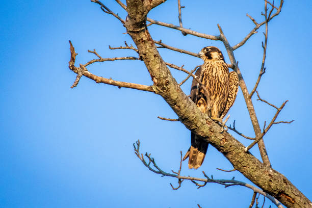 istock Peregrine falcon in tree 1341317170