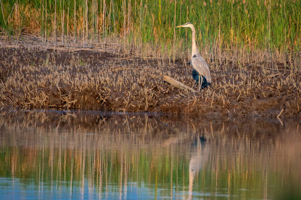 istock great blue heron on edge of water 1341317194