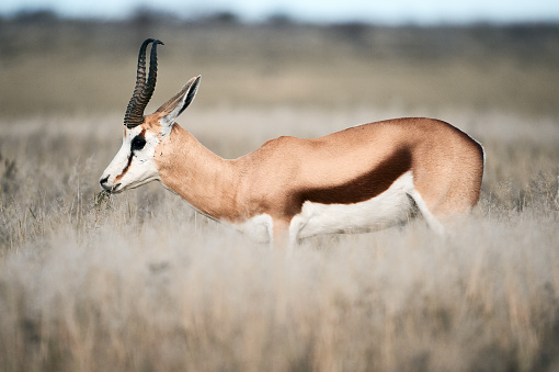 In Namibia a beautiful male springbok, Antidorcas marsupialis, an African antelope grazing free in the savannah