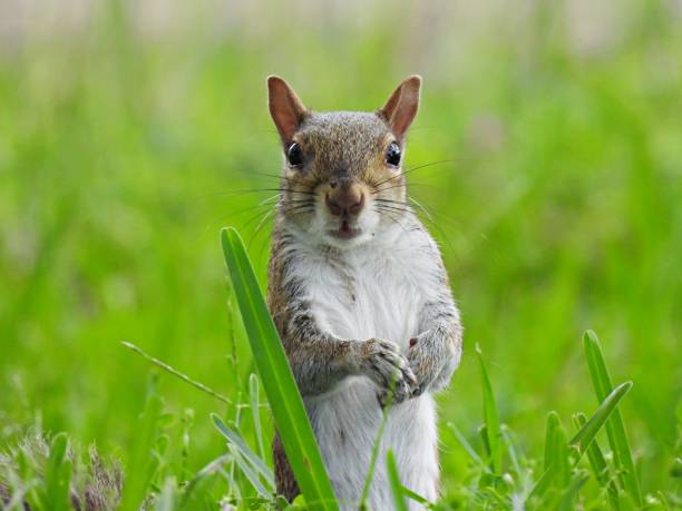 istock Gray Squirrel  (Sciurus carolinensis) standing on two legs with paws crossed 1341317376