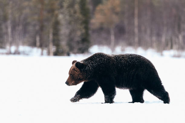 istock Brown bear in the snow 1341317426