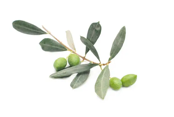 Olives on a twig isolated on a white background, mediterranean food, vegan