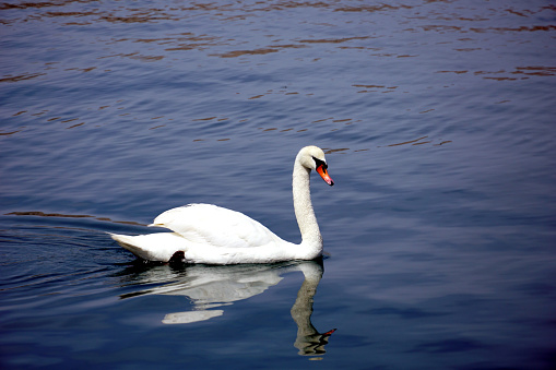 A beautiful elegance white swan that floats slowly on the blue sea surface
