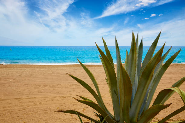 Almeria Mojacar beach Agave in Mediterranean sea of Spain