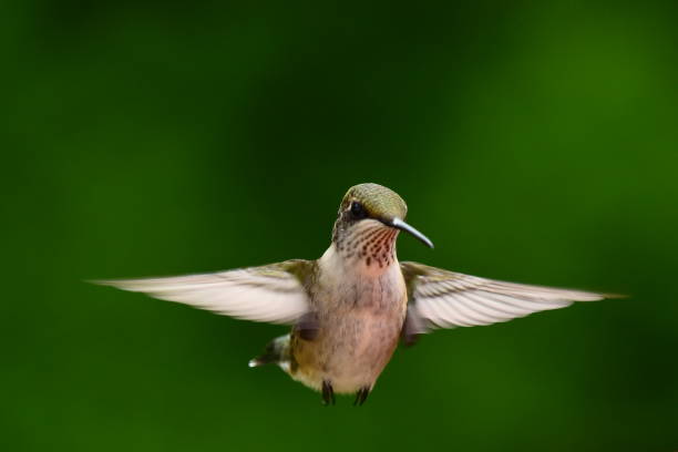 istock Female Ruby-throated Hummingbird Hovers 1341320704