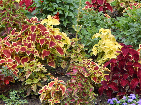 Variegated leaves of Coleus plant (Plectranthus scutellarioides).  Colorful plant