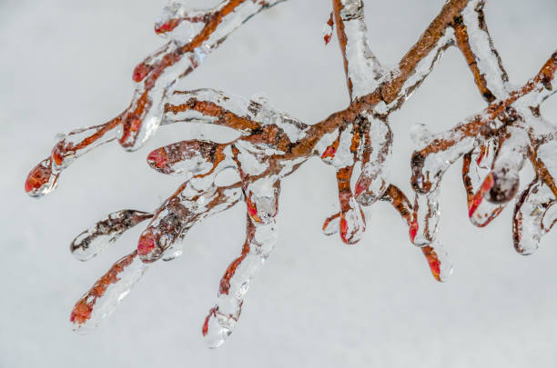 istock Twigs of tree encased in ice 1341320919